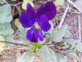 Viola altaica