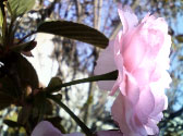 咲きたて八重桜