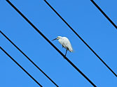 空の青にも染まず