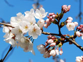 晴れた日の桜