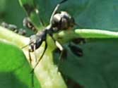 アリマキを放牧中の蟻