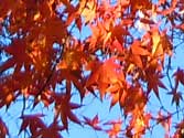 青空に映える紅葉