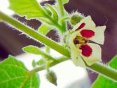 食用鬼灯の花