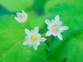 名も知らぬ野の花