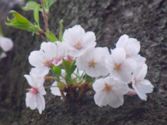 寒さに震える桜