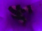 ヒヤシンスの紫