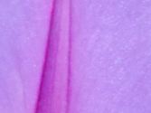アサガオの紫