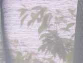 カーテンに映る八重桜の葉