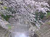 川にかかる桜